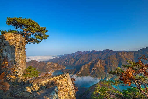 Pine trees, mountains, beautiful sea of ​​mist, blue sky, morning time and cliffs.