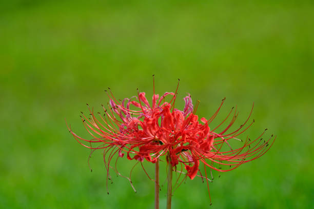 Red spider lily with green background