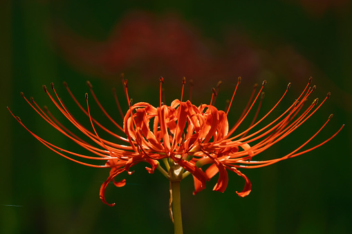 Beautiful red spider lily blooming in the middle