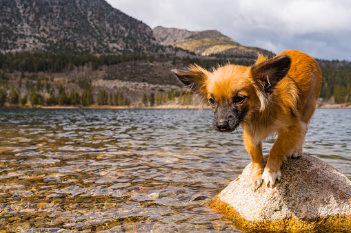 Small tan Puppy posing on rock in Rock Creek Lake in Bishop California in the Sierra Nevada Mountains.