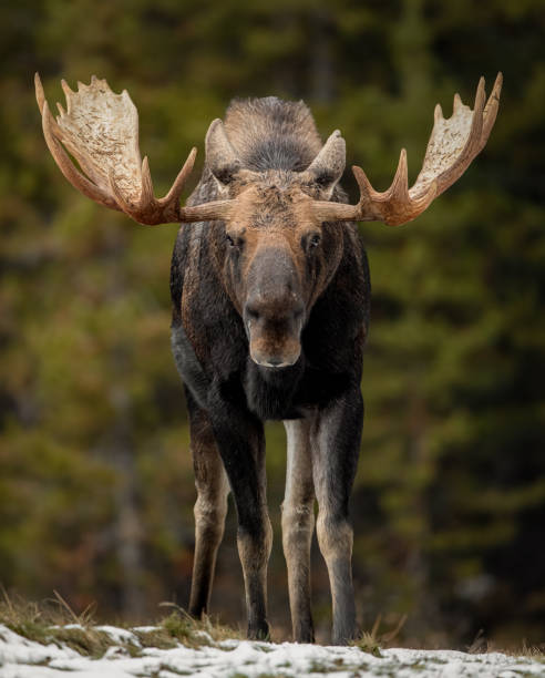 alce a jasper canada - canada moose winter snow foto e immagini stock