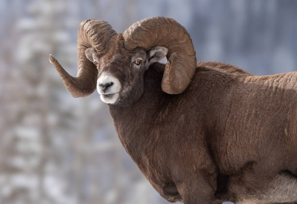 Bighorn Sheep in British Columbia Canada