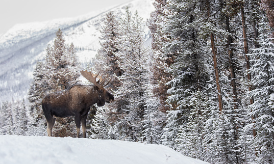 Moose cow (female) grazing in deep snow near Cooke City, Montana following a blizzard in Montana, USA, North America.