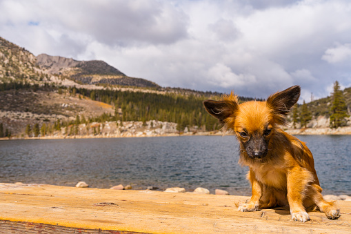 Small tan Puppy posing on rock in Rock Creek Lake in Bishop California in the Sierra Nevada Mountains.