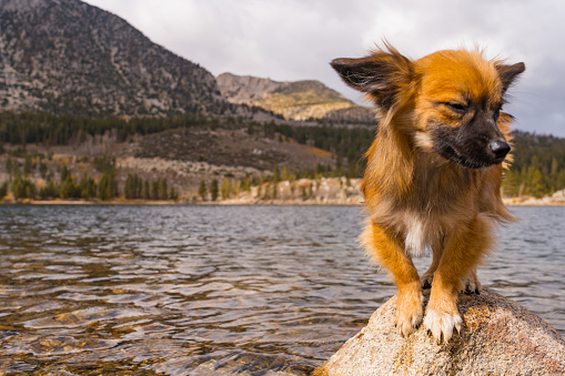 Small tan Puppy posing on rock in Rock Creek Lake in Bishop California in the Sierra Nevada Mountains.