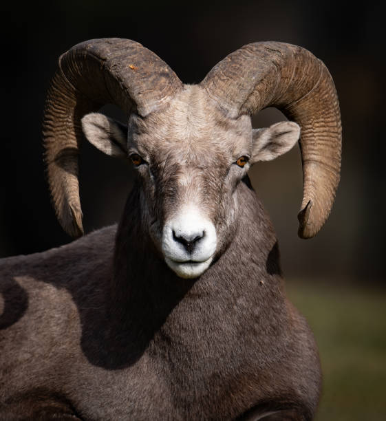 istock Bighorn Sheep in Canada 1758641036