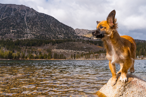 Small tan Puppy posing on rock in Rock Creek Lake in Bishop California in the Sierra Nevada Mountains.
