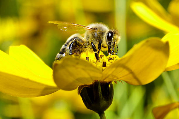 bee on a flower stock photo