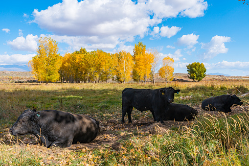 Cows in a field with bright yellow fall foliage of cottonwood and poplar trees in the Owens Valley outside of Bishop, California.