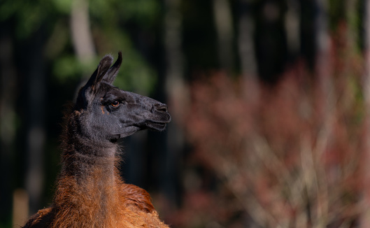 Close up portrait of a cute alpaca