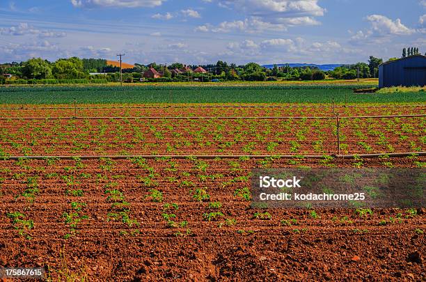 Photo libre de droit de Farm banque d'images et plus d'images libres de droit de Affaires - Affaires, Agriculture, Aliment