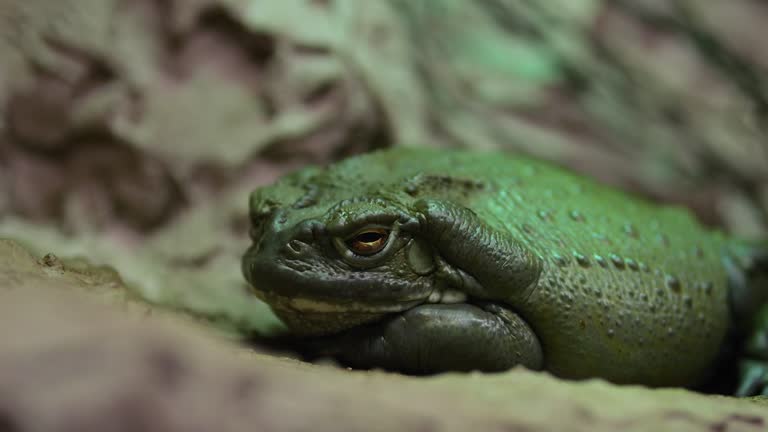 Large thick plump frogs rest quietly in zoo dry terrarium