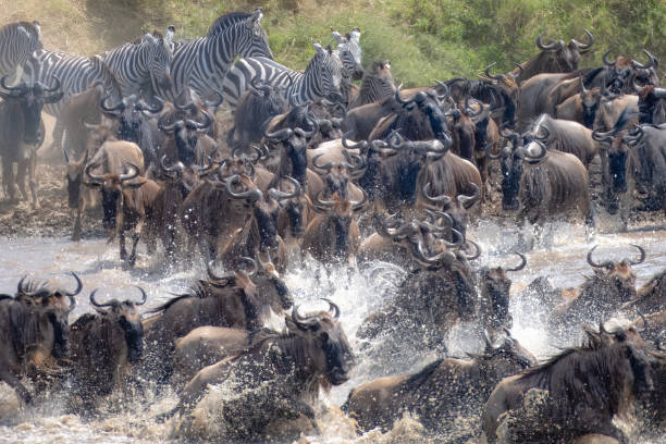grande migration - zebra africa wildlife nature photos et images de collection