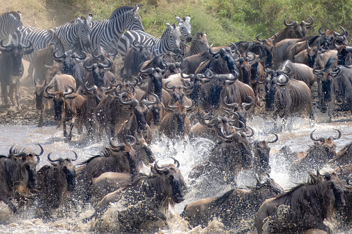 Herd of wildebeest and zebra crossing the river in Africa