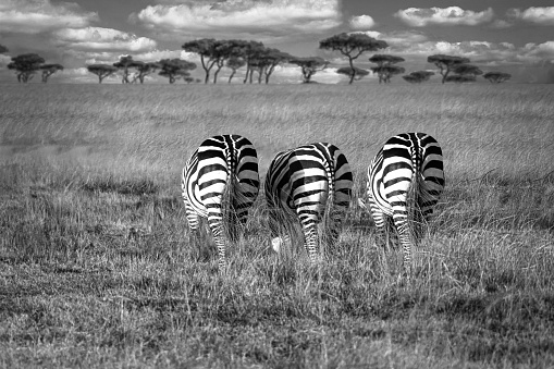 Black and white image of three zebras grazing