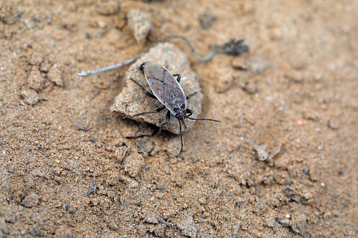 Bugs crawl on the ground, North China