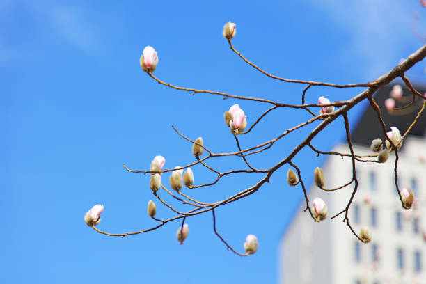 istock Blooming magnolia flowers in the blue sky 1758683544