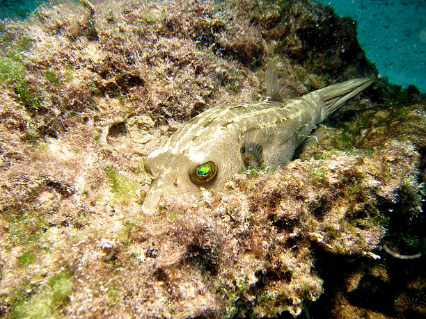 Spotted Puffer Fish Spotted Puffer Fish (Arothron nigropunctatus) resting on Coral with green reflective eyes arothron nigropunctatus stock pictures, royalty-free photos & images