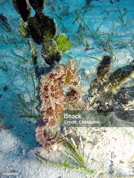 Estuary Sea Horse Stock Photo - Download Image Now - Estuary, Seahorse, Animal