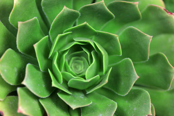 istock Close up of succulent succulent plants 1758693535