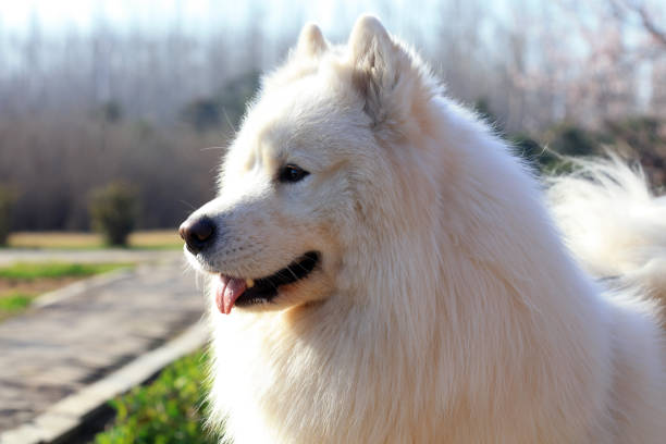 istock close up of pet dog Samoye 1758695164