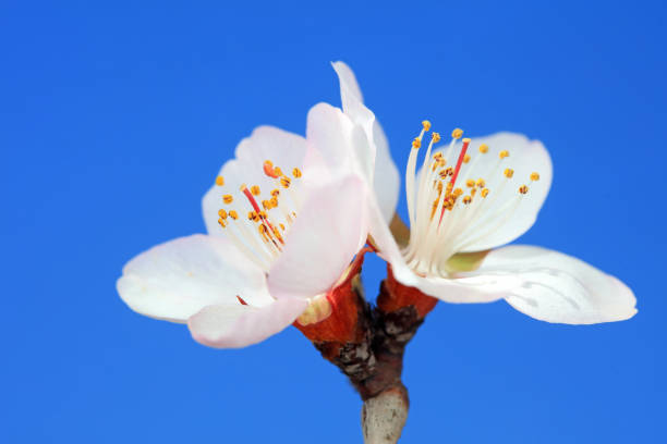 Peach blossom in the park, North China