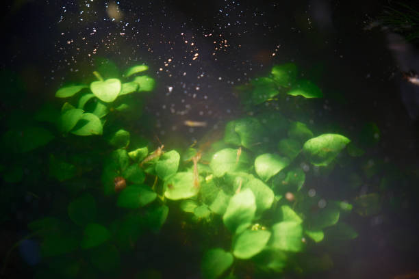 Anubias nana underwater