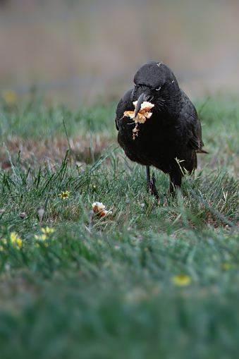 Black raven scavenging bread on the ground