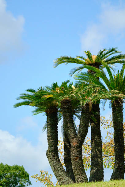 istock A cycad tree reminiscent of midsummer 1758712462