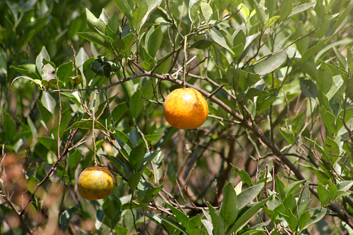 Fresh Oranges on Tree: Orchard Citrus Photography