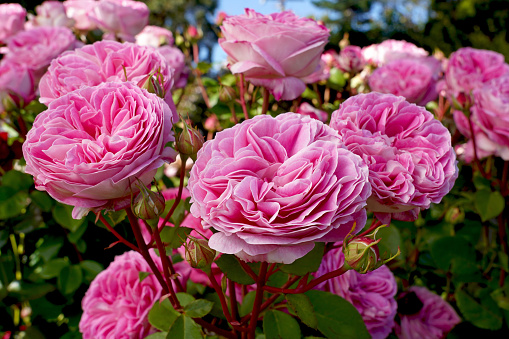 Rosa Coconut Ice (Korallister), a floribunda rose bred by Kordes Roses.