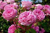 Beautiful rose blooms with an old english form.