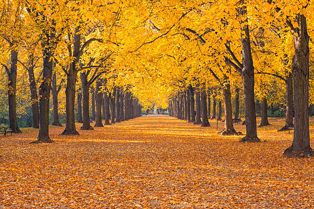 istock Autumn road and alley 175872606