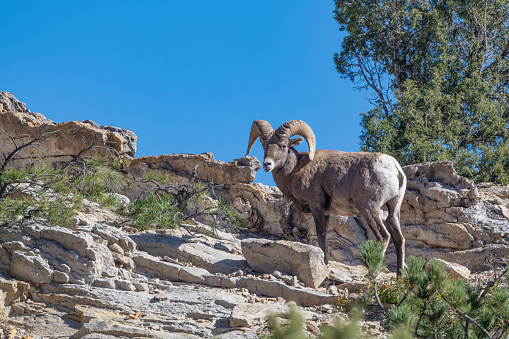 Big Horn ram (sheep) on rocky hill  in the Garden of the Gods and the Pikes Peak forest in Colorado Springs of western USA in North America.
