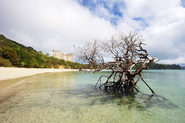 Dead Mangrove Tree On Beach stock photo