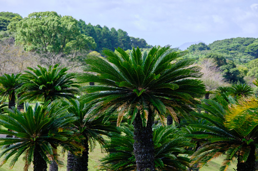 Peaceful cycad forest