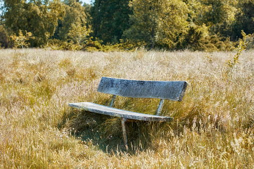 White bench standing under old tree in the parkland on the blooming meadow. Springtime in natural park.