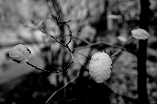 Monochrom camera shoot. Authentic photography wide angle without AI