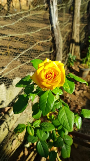 a beautiful yellow rose