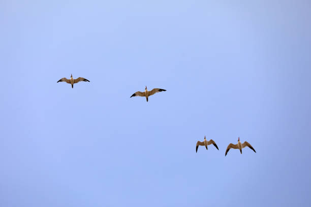 istock Birds flying in the sky, North China 1758771674