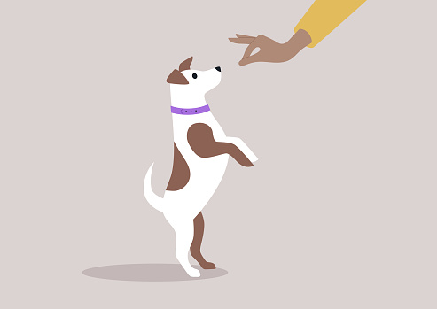 A puppy eagerly jumping for food held in its owner's outstretched hand, creating a moment of quality time and companionship with the dog