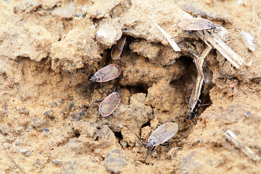 Stink bug crawling on the land, North China