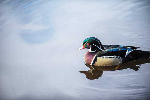 This drake Wood Duck floats on the water in soft overcast light showing off his incredibly colorful feathers.