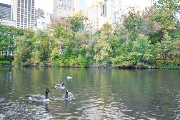 Central Park in New York City during autumn. Ducks in the lake.