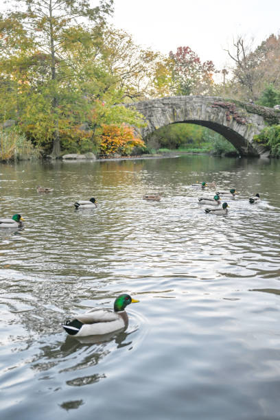 istock Central Park in New York City 1758784631