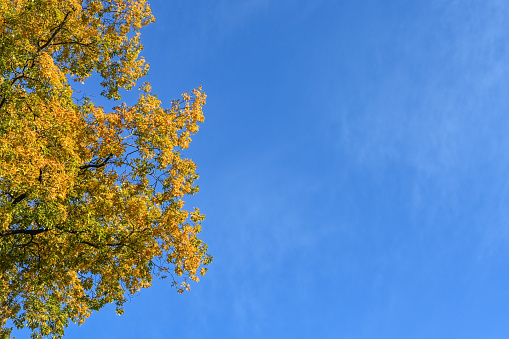 These golden Autumn Maple leaves hang to the ground with their full yellow colors on this beautiful fall tree.