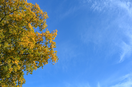 Autumn trees and blue sky