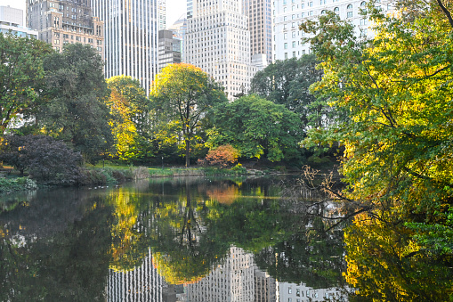 Central Park in New York City during autumn. Ducks in the lake.