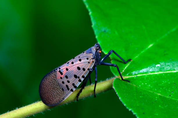 istock Wax cicadas live on wild plants in North China 1758791653
