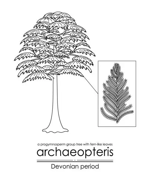 Vector illustration of Archaeopteris, the earliest known woody tree